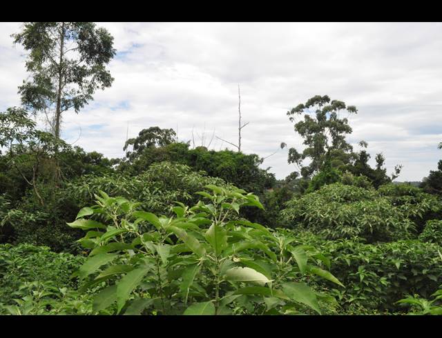 5,931M² VACANT LAND FOR SALE IN FOREST HILLS